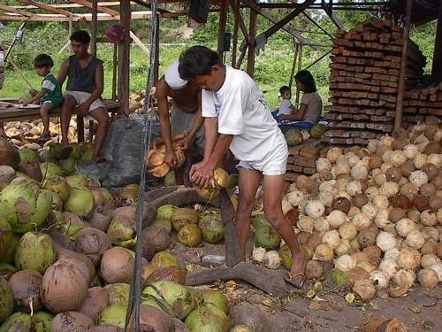 dehusking_organic_coconuts_traditional_virgin_coconut_oil Picture of dehusking coconuts in traditional method of coconut oil extraction